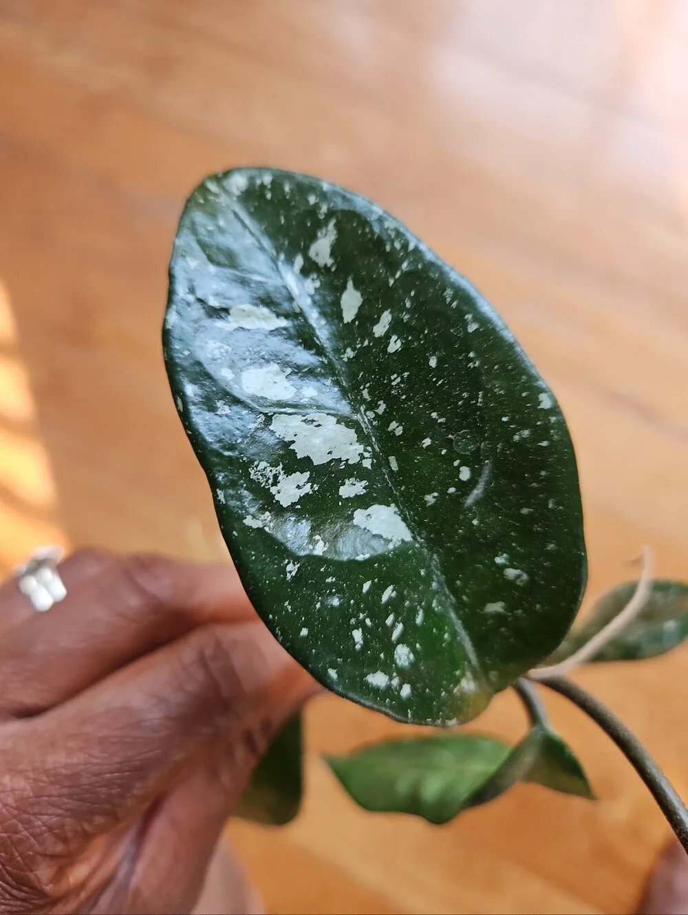 Hoya DALTON HENRY Variegata Plant  Cutting Well Rooted, Texture Leave, Ready